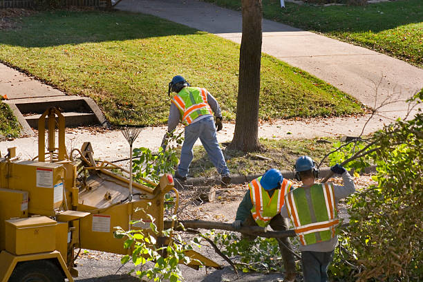 Best Fruit Tree Pruning  in Vaeboro, NC